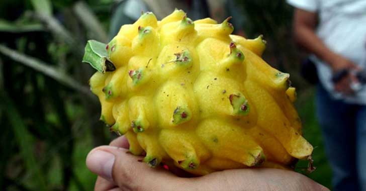 Dragonfruit (Pithaya)
