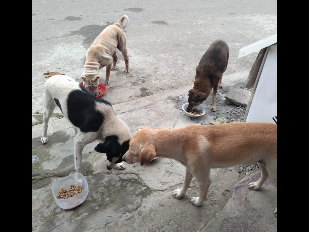 Urgen esterilizaciones masivas para controlar la sobrepoblaciÃ³n de perros