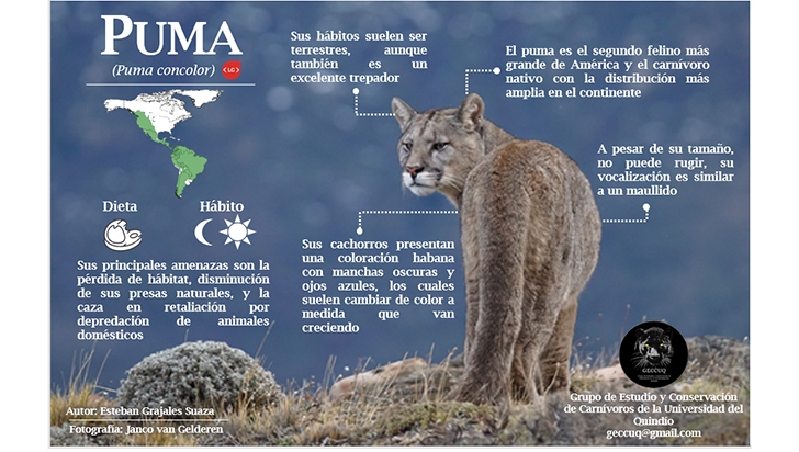 Puma, el felino mÃ¡s grande que habita en el QuindÃ­o