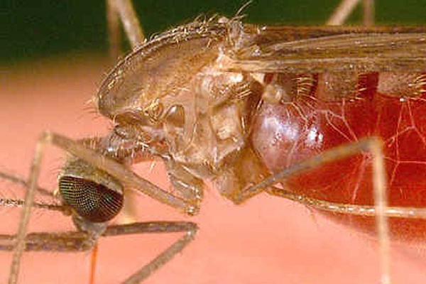 Doce casos de malaria importada se han presentado en Armenia durante 2011