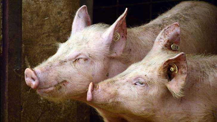 En 35 porcícolas se realizó vigilancia epidemiológica frente a la peste porcina