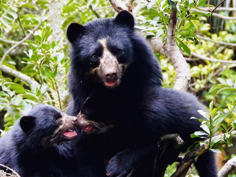 La oportunidad para conocer a la única especie de oso colombiana