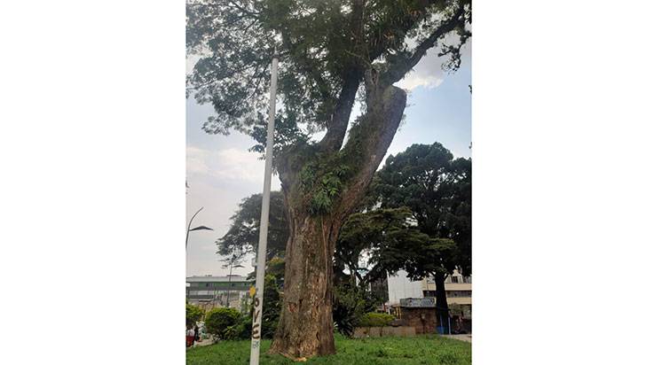 Al árbol que generó accidente en el Sucre le cortaron ramas para darle estabilidad