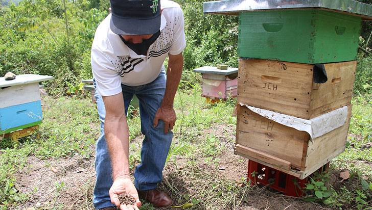 Procuraduría investiga la muerte masiva de abejas en el Quindío