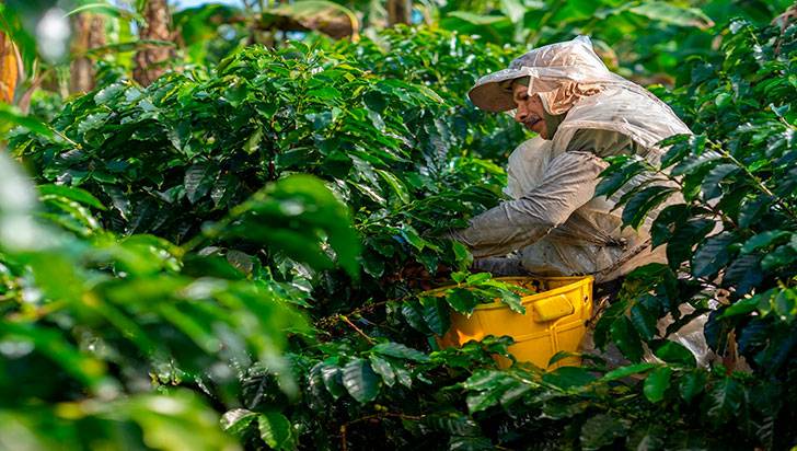 Datos sobre exportaciones En julio, la producción de café cayó 22 % en Colombia