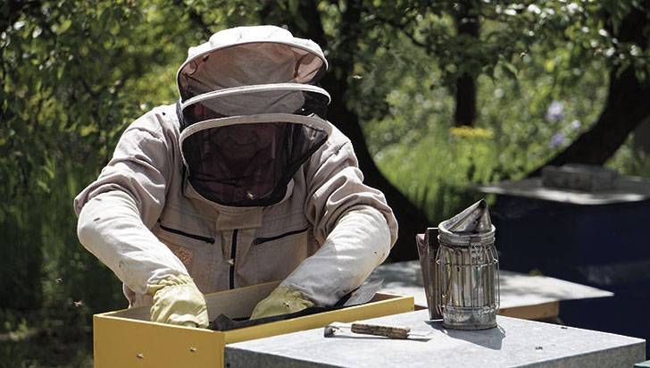 Preocupante: más de 30 millones de abejas murieron envenenadas en el Quindío durante 2022