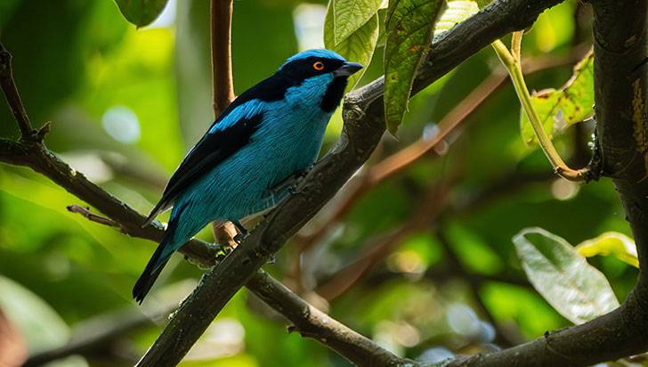 El ave dacnis turquesa es observable en Colombia