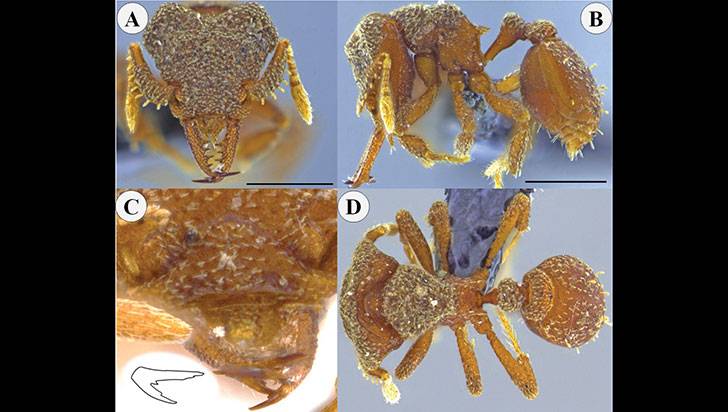 Nueva especie de hormiga fue descubierta en el Quindío