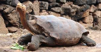 Diego, la tortuga que tuvo 800 crÃ­as y ayudÃ³ a salvar su especie en GalÃ¡pagos