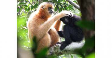 Puentes de cuerda para salvar al primate más amenazado del mundo