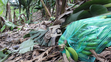 Invierno vuelve a afectar plantaciones de plátano, esta vez a causa de deslizamientos