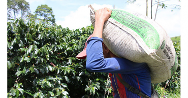 La producción de café de Colombia cae un 4 % en noviembre