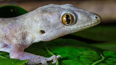 El gecko, un huésped que debe ser bien recibido en el hogar
