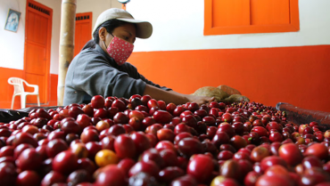 $108 millones para la recuperación de la cultura cafetera de la mano de jóvenes mujeres 