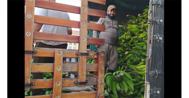 A pesar de apertura de La Línea, productores de plátano siguen golpeados