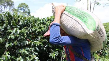 Producción de café cayó 13 % en octubre