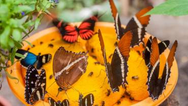 Colombia, el país con el mayor número de mariposas
