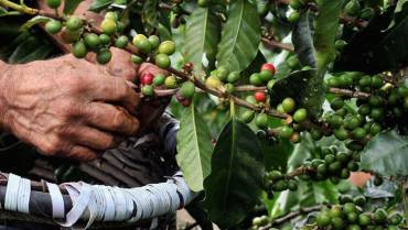 Producción de café registró una caída del 20 %