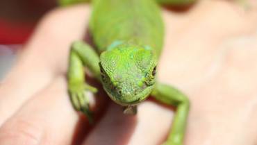 La iguana verde y sus amenazas