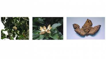 Adelantan proyecto para conservación de 3 especies de flora amenazadas