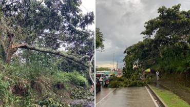 Caída de árboles en Armenia tras la tempestad de este domingo