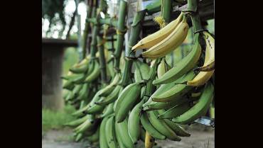 $1.400 millones para mejorar procesos productivos del plátano