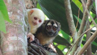 Primer registro de mono nocturno albino y los indicios de ejemplares en Quindío