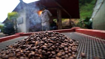 Un panorama sobre la actualidad del café en el Quindío