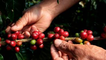 En lo que va del año, acopio de café ha disminuido 30 %