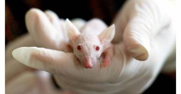 prueban-en-ratones-que-un-farmaco-del-vih-podria-atacar-la-perdida-de-memoria
