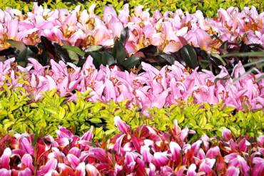 Tapiz con 200.000 flores engalana Medellín con una experiencia multisensorial