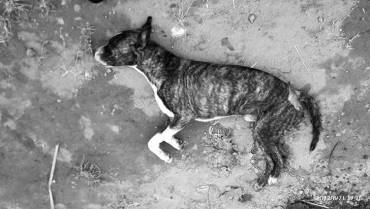 Fiscalía Gelma investiga el asesinato con arma blanca de un perro en Quimbaya
