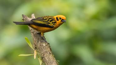 Tangara dorada: ¿qué hace tan especial a esta bella ave?