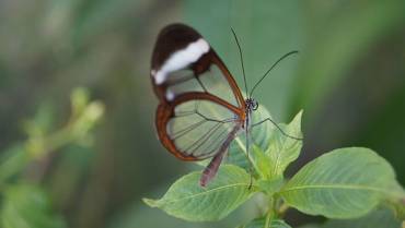 Greta oto, otra de las mariposas cristal que habita en el Quindío