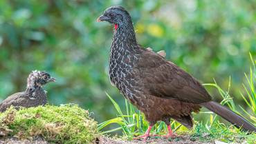 Pava andina, un ave majestuosa y vital para el ecosistema