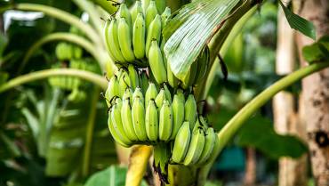Alerta por Fusarium R4T, el peligroso hongo que puede devastar cultivos de plátano y banano