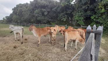 En Circasia recuperaron ganado que había sido robado en Puerto Rico, Caquetá