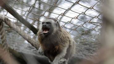 108 monos rescatados de laboratorios que los usaba para experimentar una vacuna contra la malaria