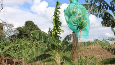 Preocupación por hurtos de productos agrícolas en Buenavista