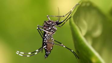 En lo corrido de 2023 van 208 casos de dengue en el Quindío