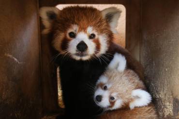 Foto del día: panda rojo recién nacido en Attica, Atenas