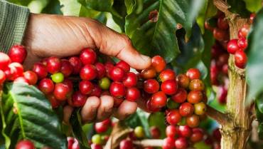 Colombia espera cerrar este año con una producción de 11,6 millones de sacos café