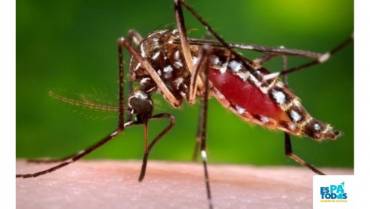 Recomendaciones para evitar aumento de casos de dengue en Armenia