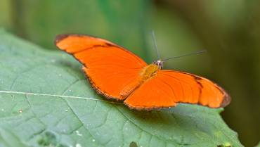 La mariposa flama  comparte historias fantásticas de coevolución