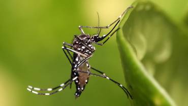 Circasia, Salento y Montenegro, en alto riesgo de transmisión del dengue
