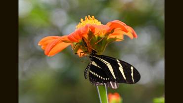 La mariposa cebra vive más tiempo porque consume polen