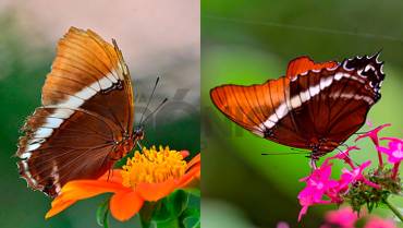 La mariposa achocolatada de raya blanca y sus antenas asombrosas