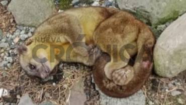 Hallan perro de monte muerto en un andén del municipio de Filandia