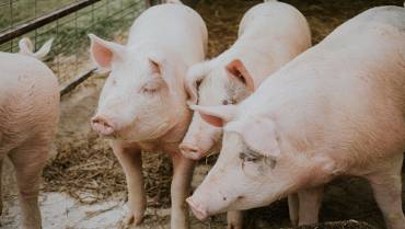Consumo per cápita de carne de cerdo es de 13.5 kilos